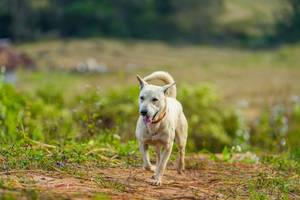 BIB: 
                            <button type="button" onclick="openModal(16010364)" class="btn btn-primary btn-sm float-right btn-popup" data-toggle="modal" data-target=".modal-high-quality">
                        <i class="fas fa-shopping-cart"></i> Add to Cart
                    </button>
                                            <button type="button" onclick="isThisMe(16010364, true)" class="btn btn-success btn-sm float-right btn-popup btn-isme hidden" data-toggle="tooltip" data-placement="bottom" title="นี่คือรูปของคุณใช่ไหม คลิกที่นี่เพื่อเอาเข้าอัลบั้ม">
                        <i class="fas fa-plus"></i> Add to album
                    </button>
                    <button type="button" onclick="isThisMe(16010364, false)" class="btn btn-warning btn-sm float-right btn-popup btn-isnotme hidden">
                        <i class="fas fa-ban"></i> Remove from album
                    </button>